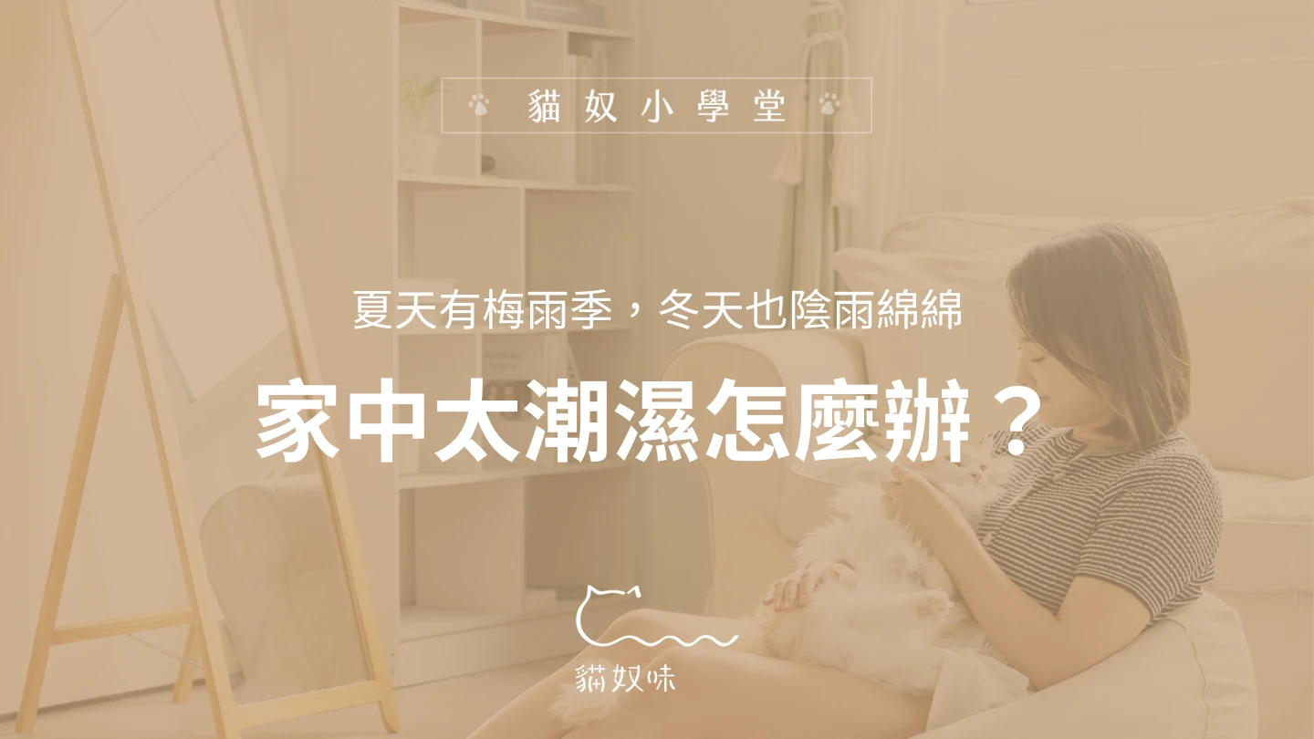 家中太潮濕怎麼辦？控制濕度，也能保護貓貓健康