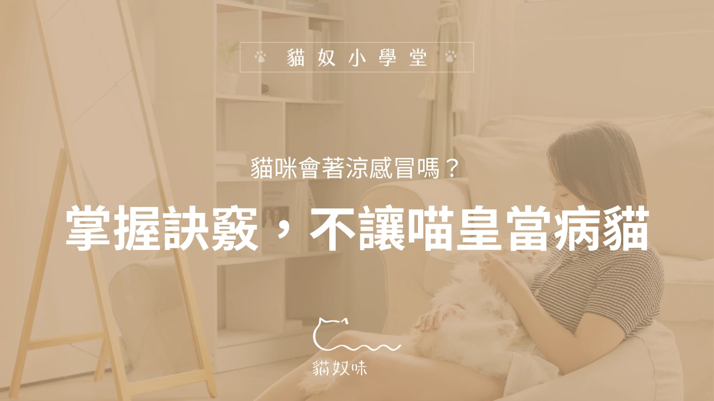 貓咪會著涼感冒嗎？不讓喵皇當病貓的訣竅