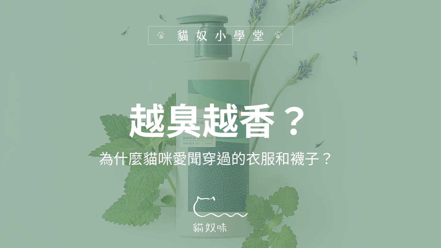 越臭越香？為什麼貓咪愛聞穿過的衣服和襪子？