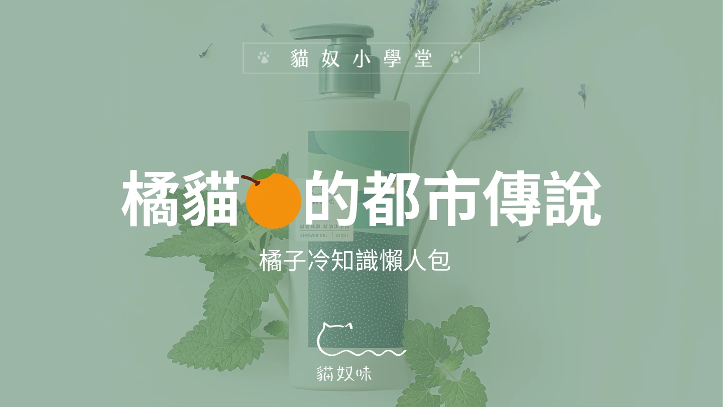 都會肥橘傳說 —— 橘貓冷知識懶人包