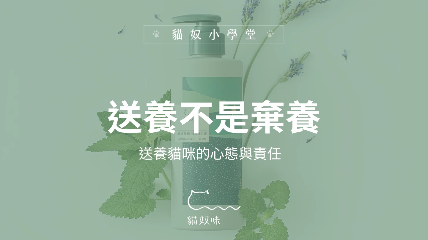 送養貓咪該注意什麼？從心態到法律一次看懂