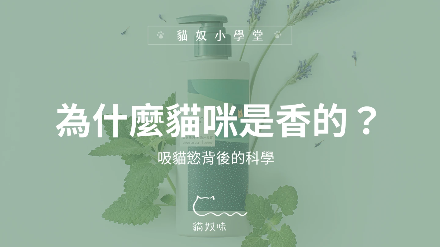 為什麼貓咪是香的？吸貓慾背後的科學