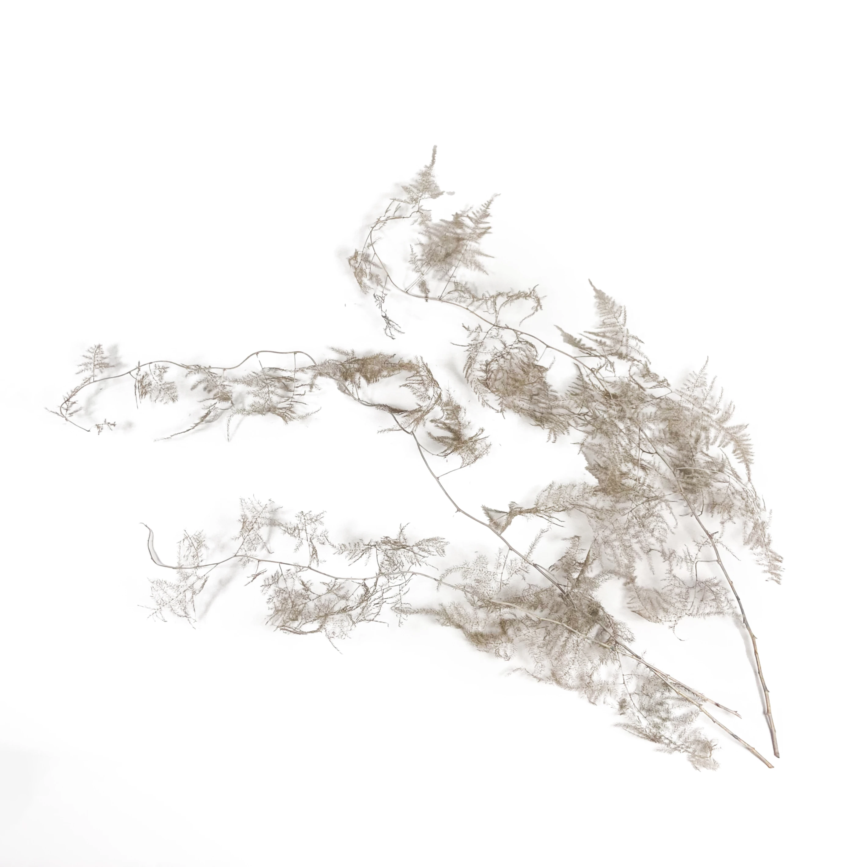 文竹5(灰)