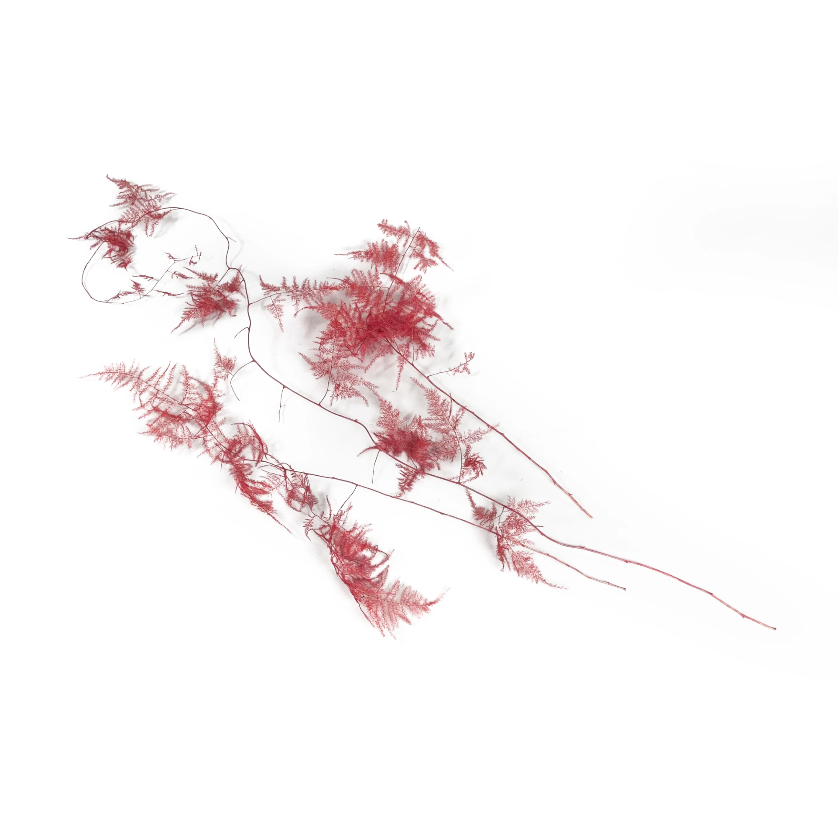 文竹8(紅)