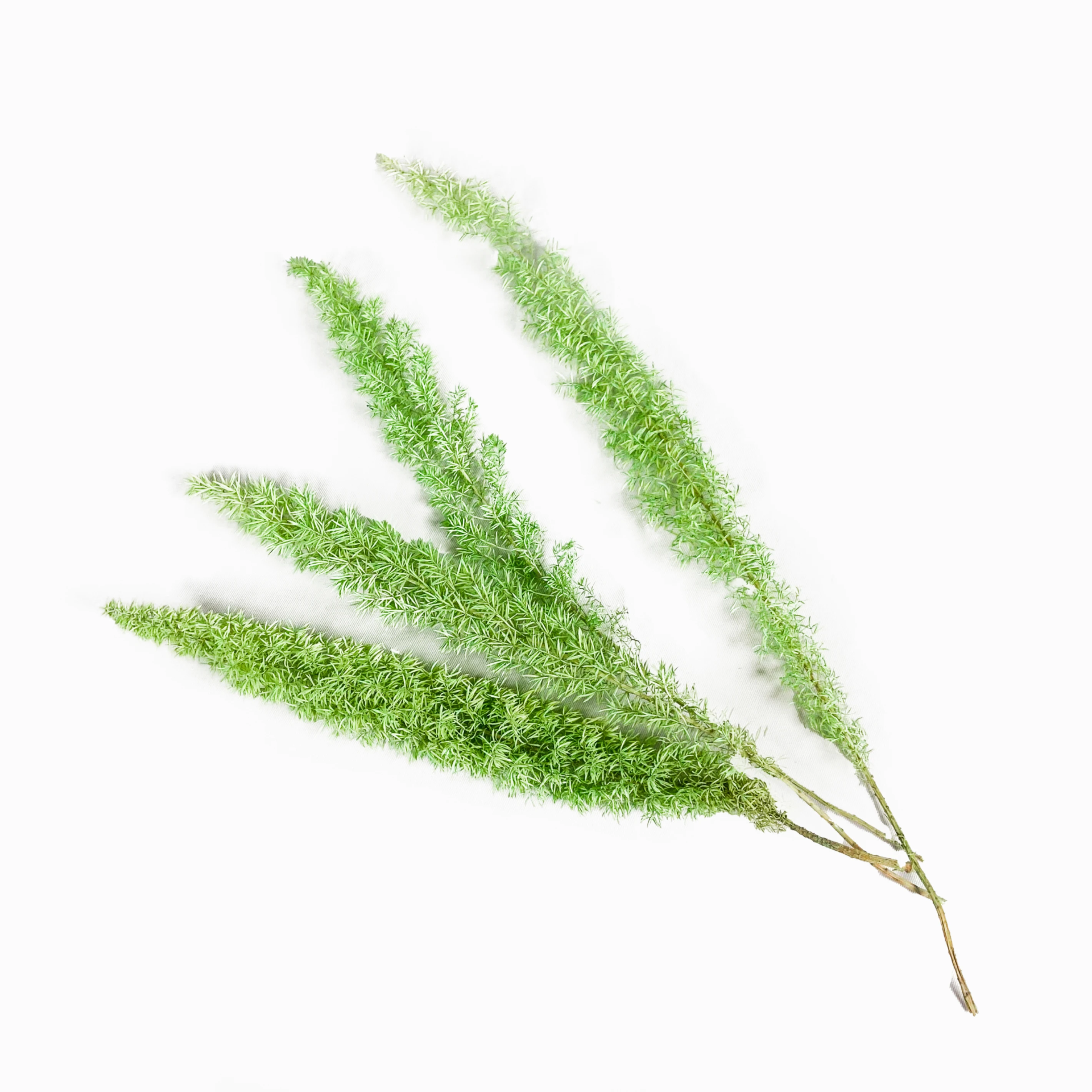 武竹2(綠)