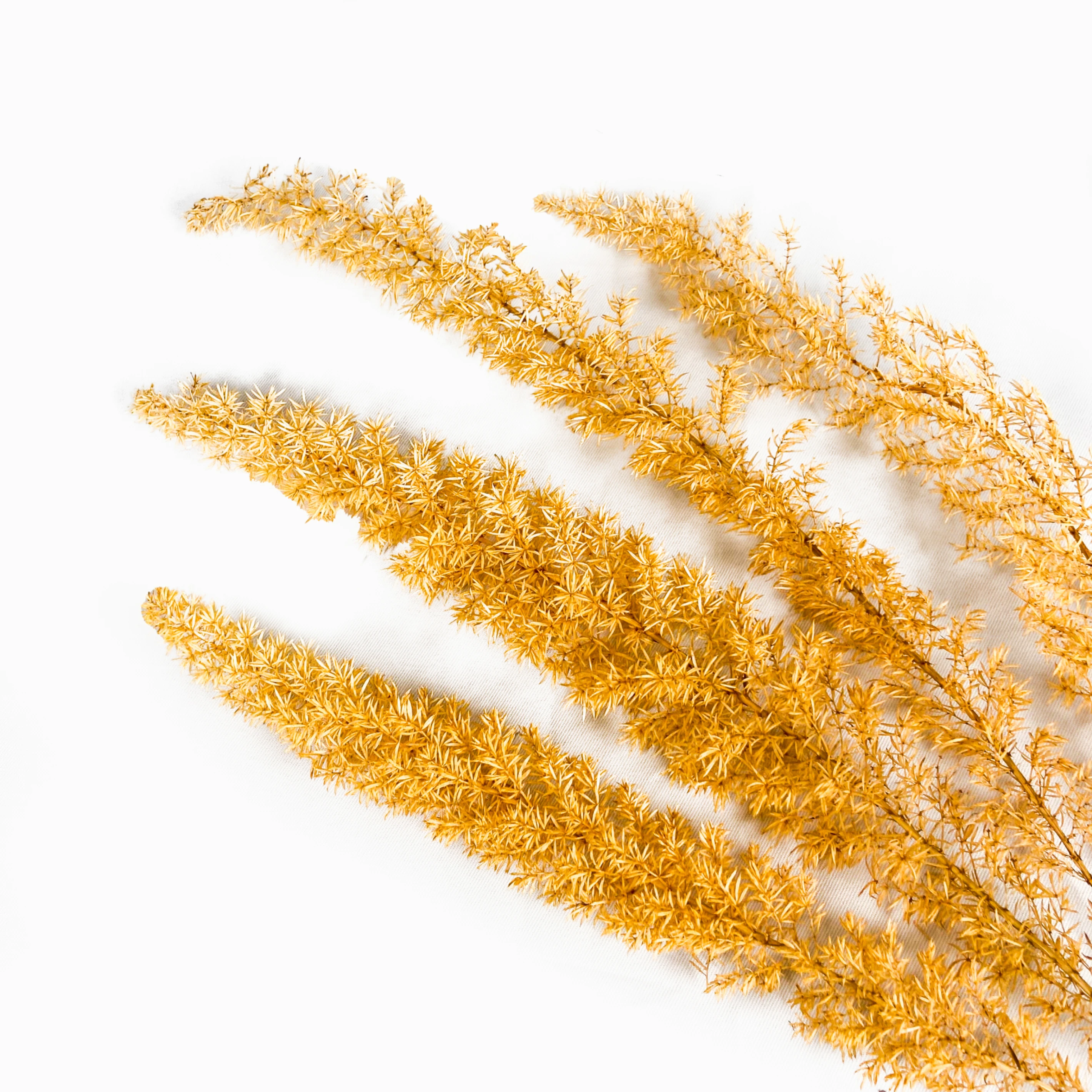 武竹3(黃)