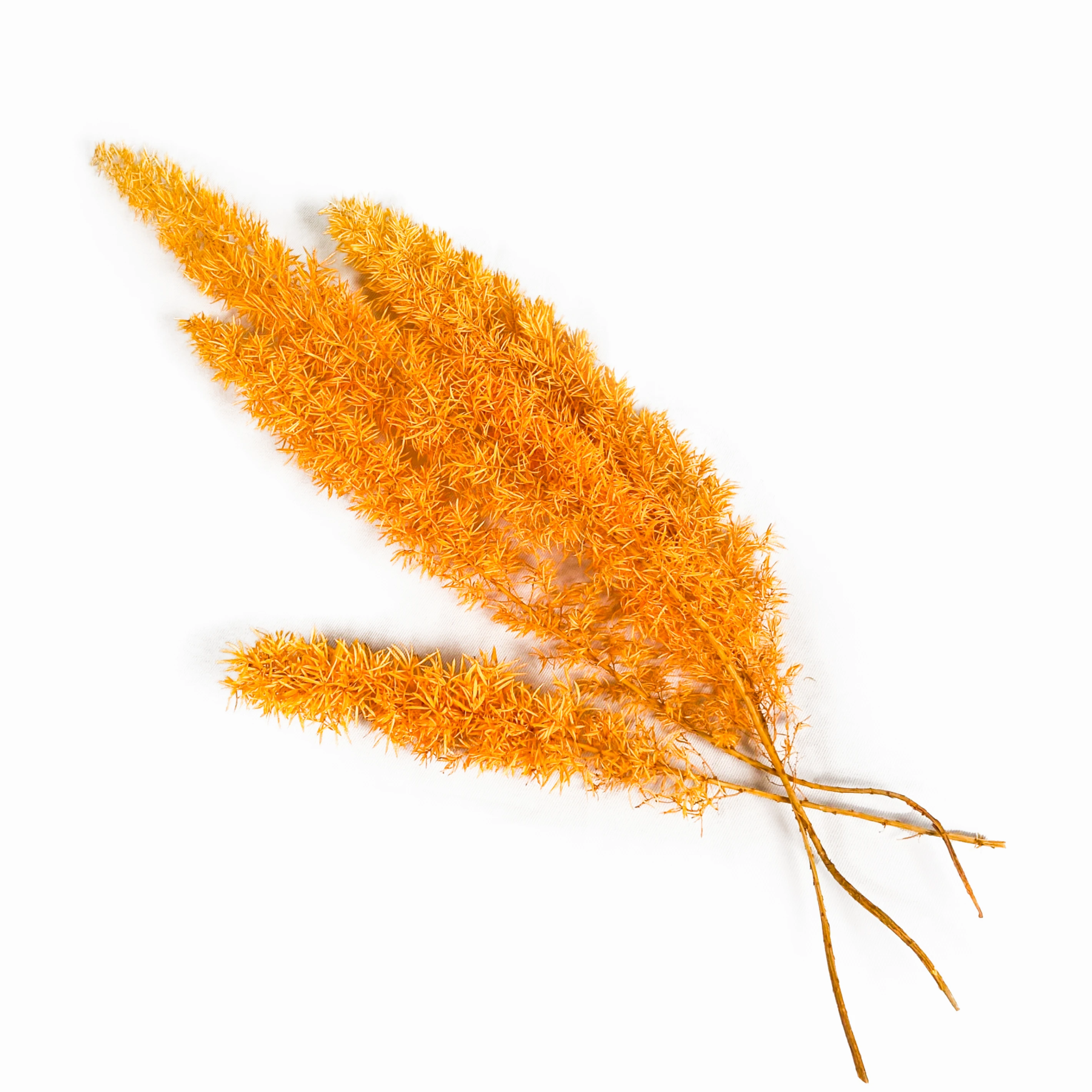 武竹5(黃)