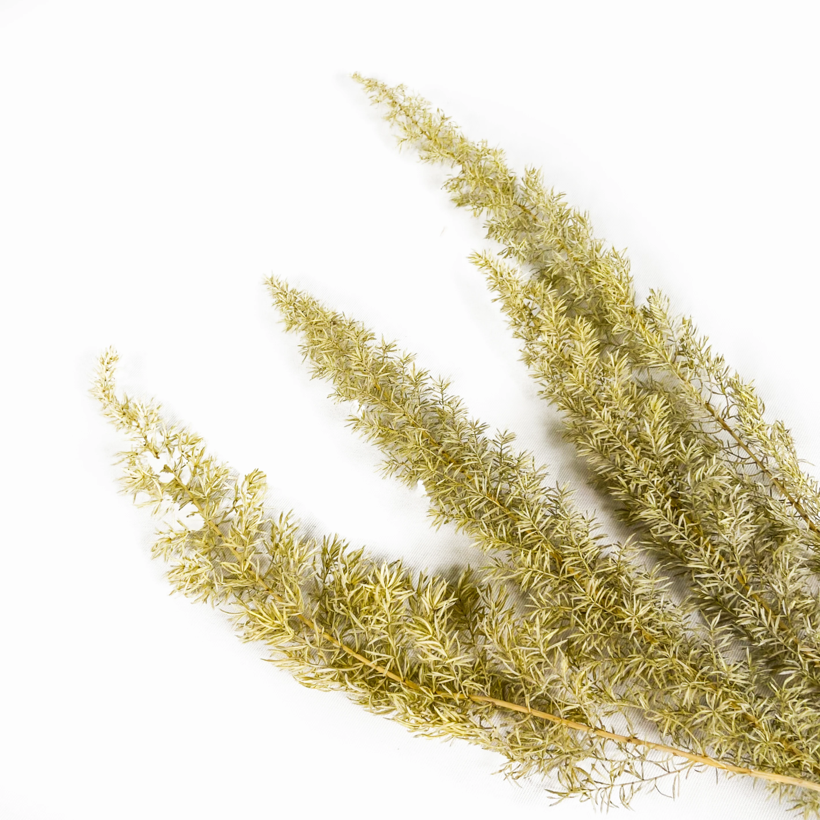 武竹6(黃)