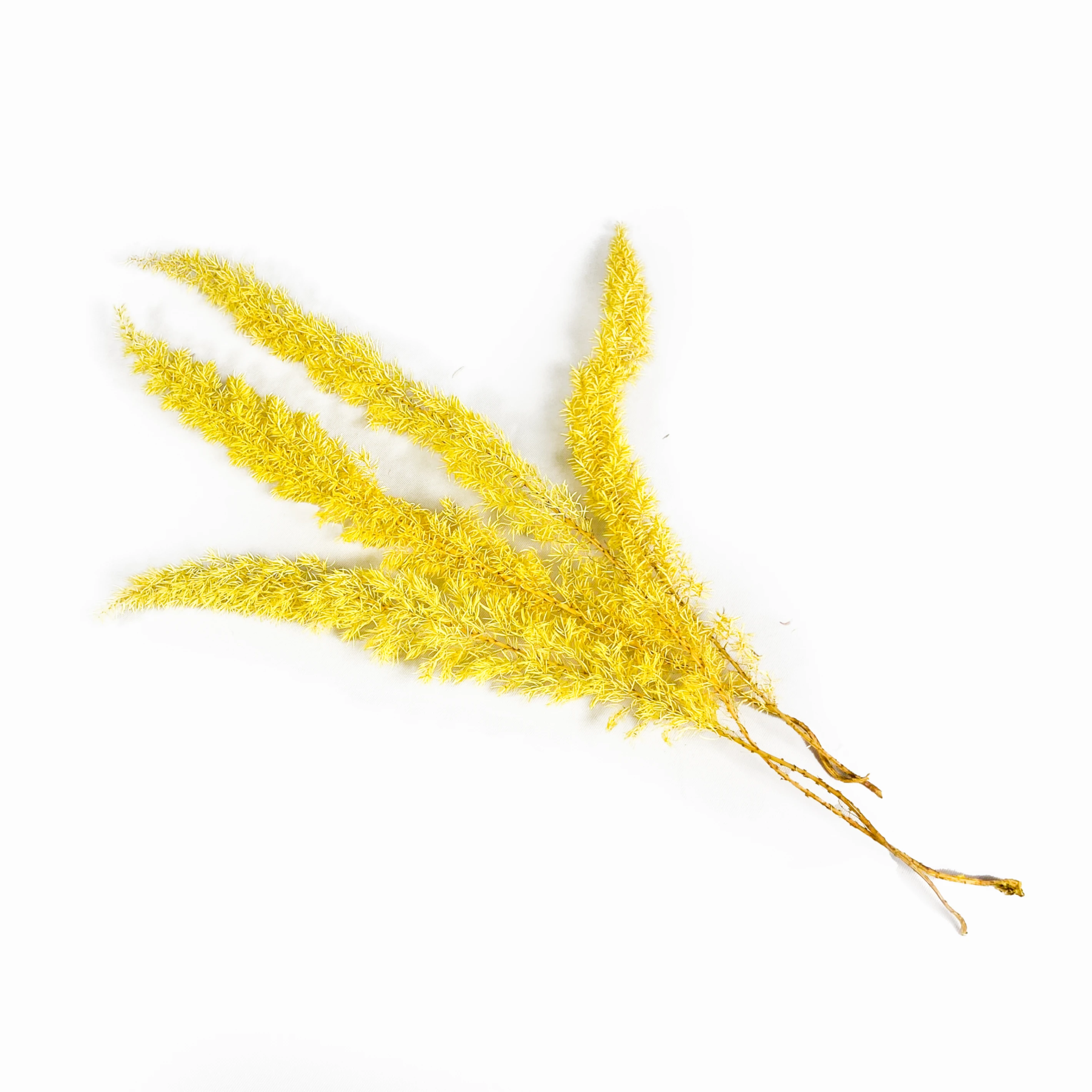 武竹9(黃)