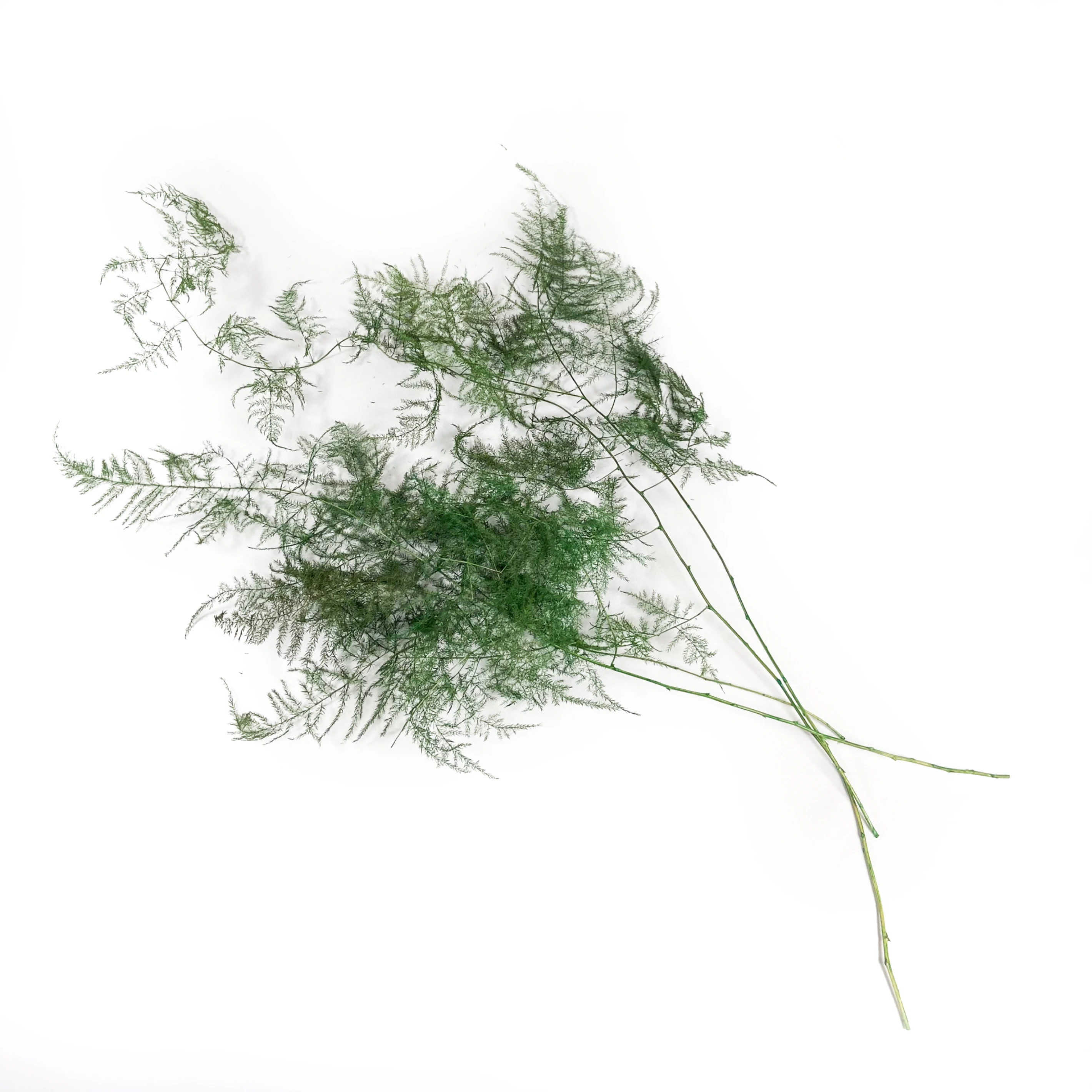 文竹0(綠)