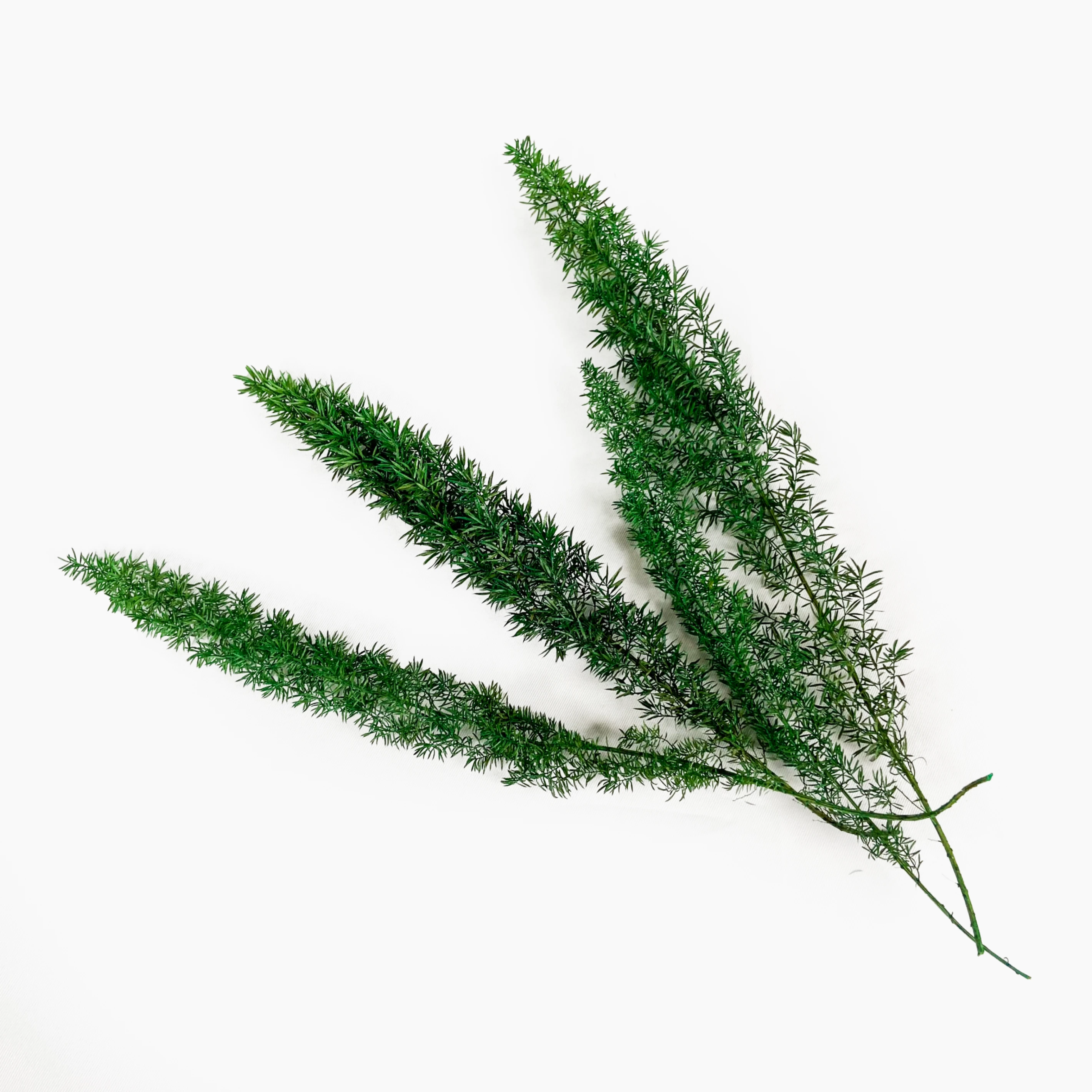 武竹0(綠)
