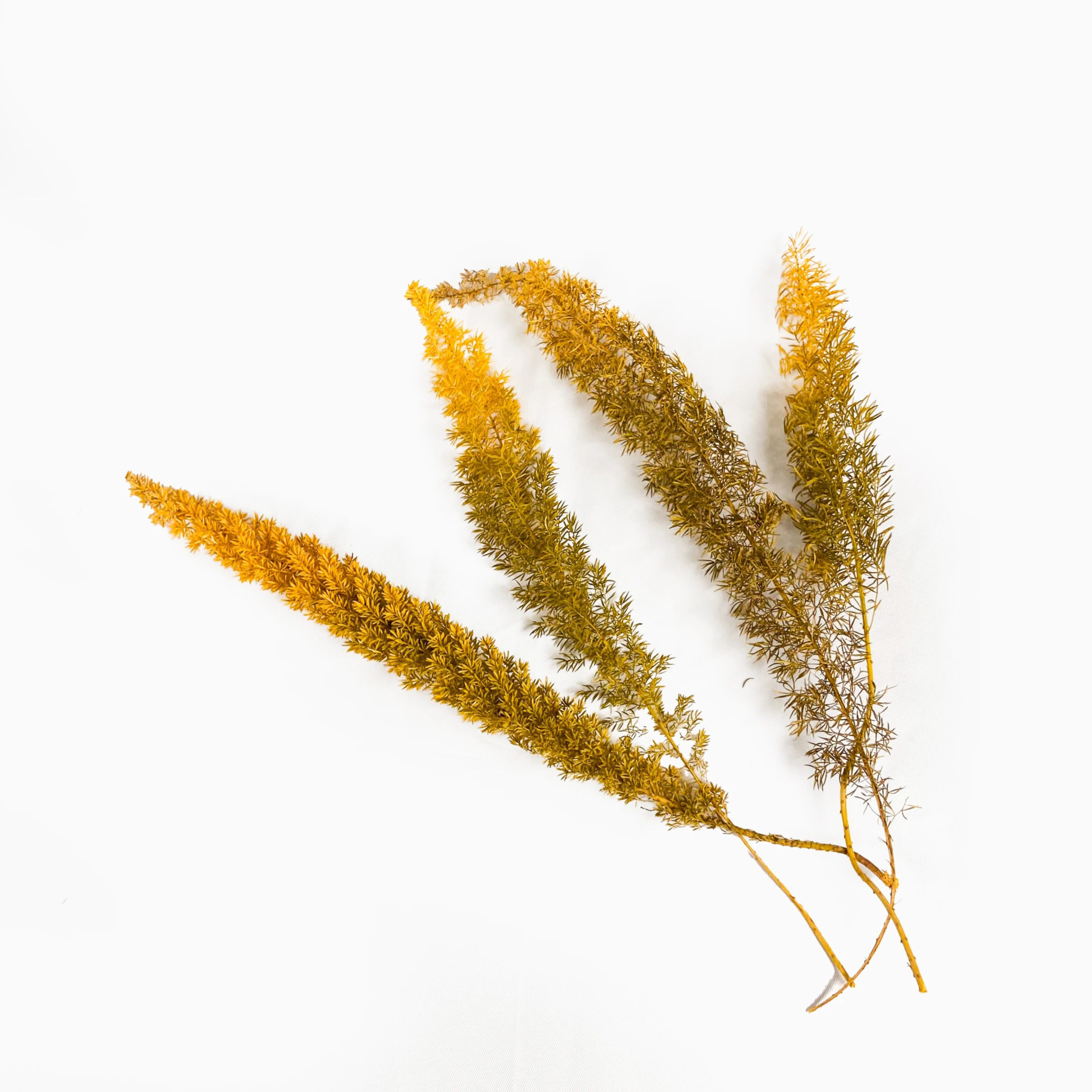武竹11(黃)