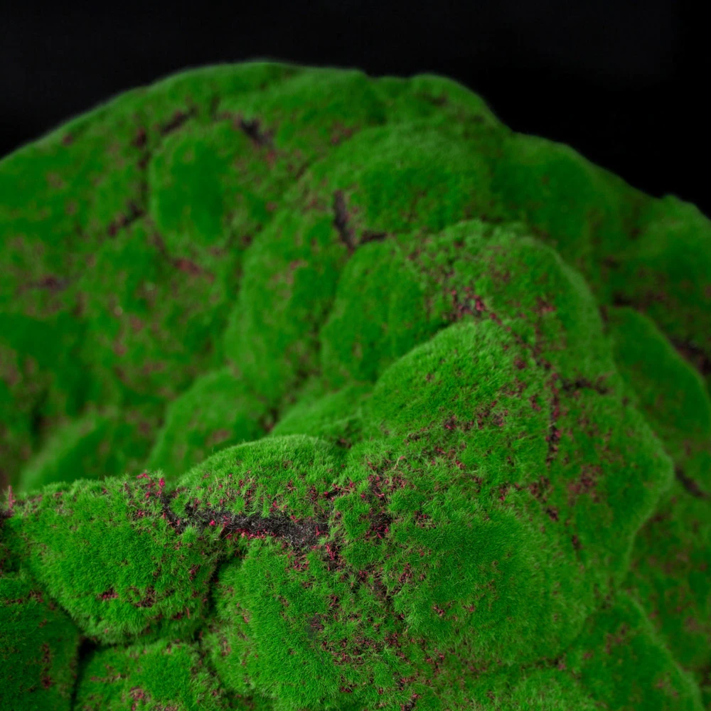 石頭青苔草皮(綠)