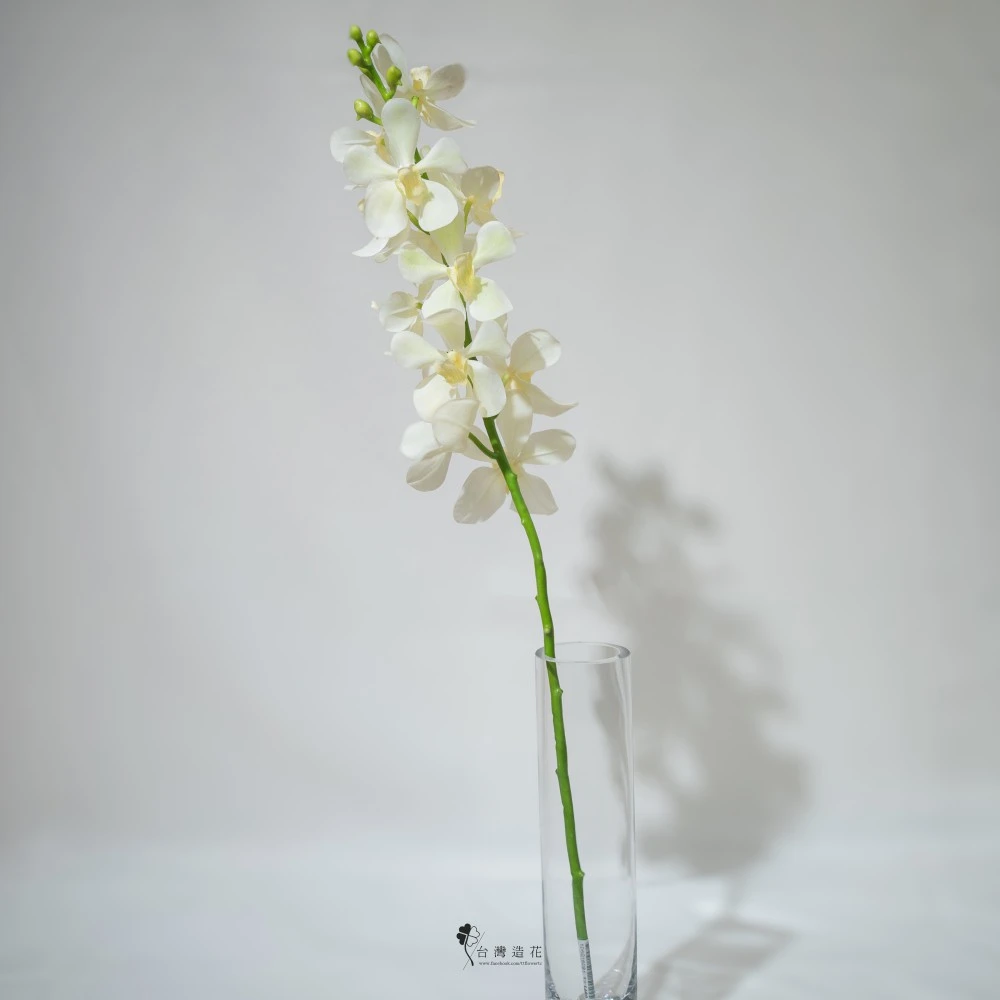 22.5"萬代蘭(米白)