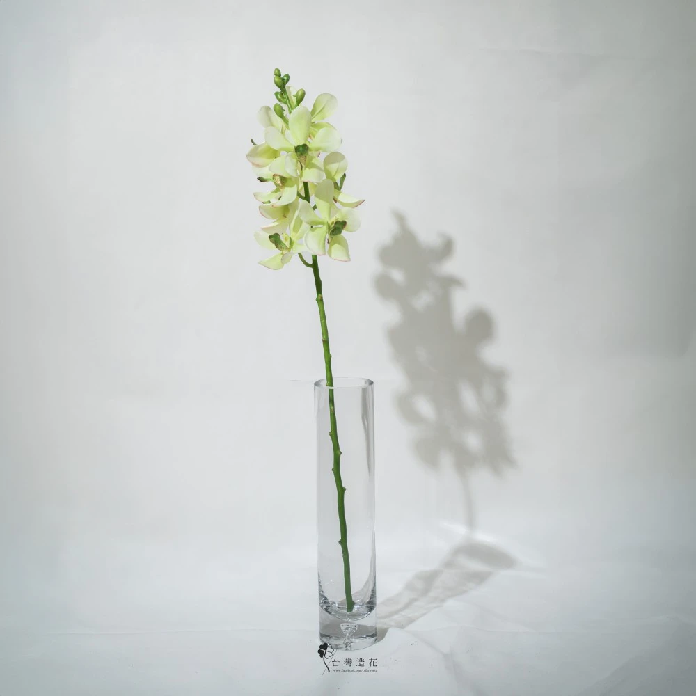 21"萬代蘭(綠)