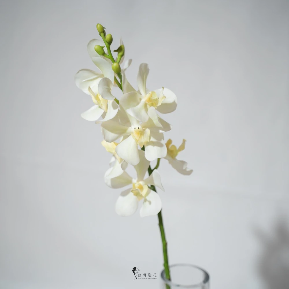21"萬代蘭(米白)