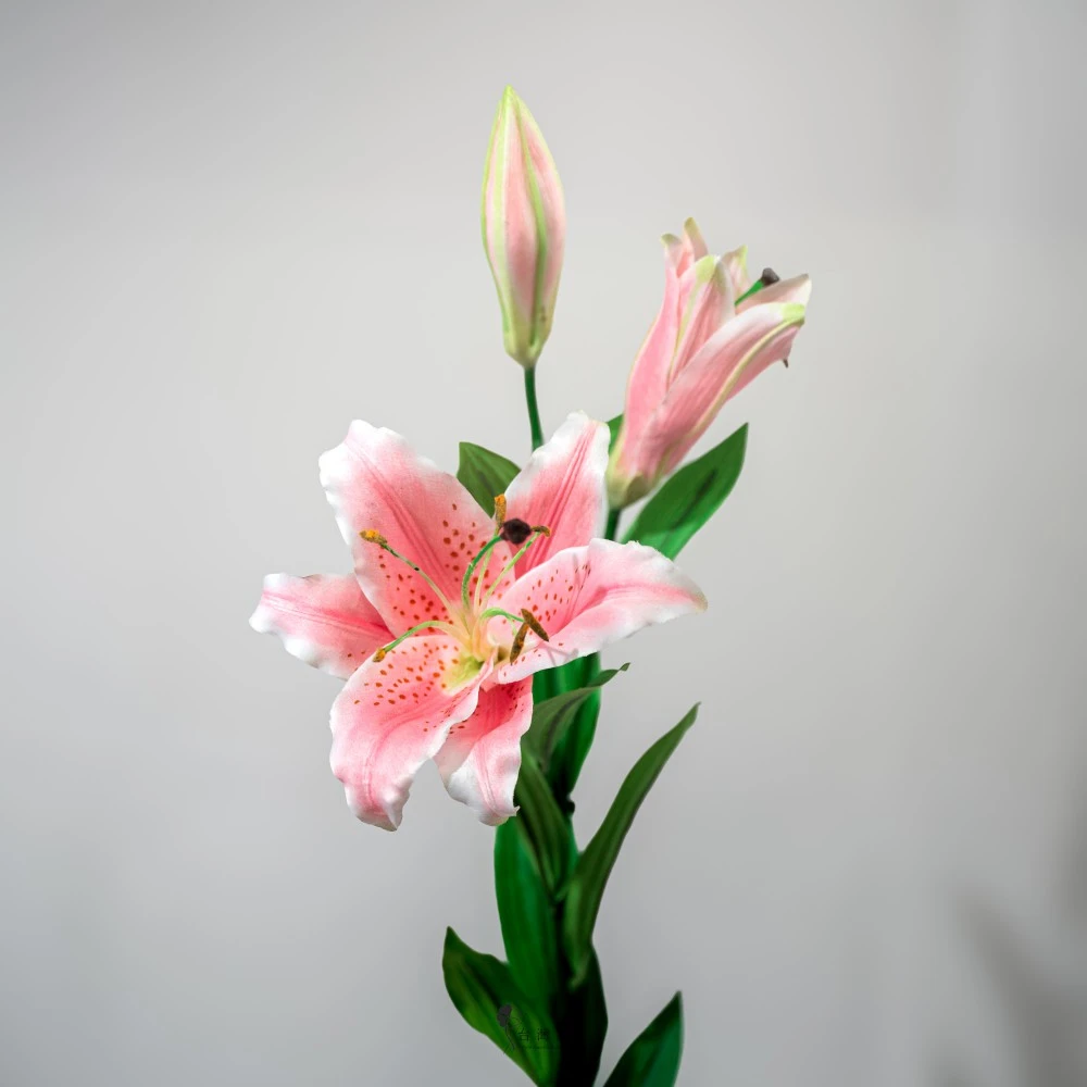 中虎百合(淺粉)