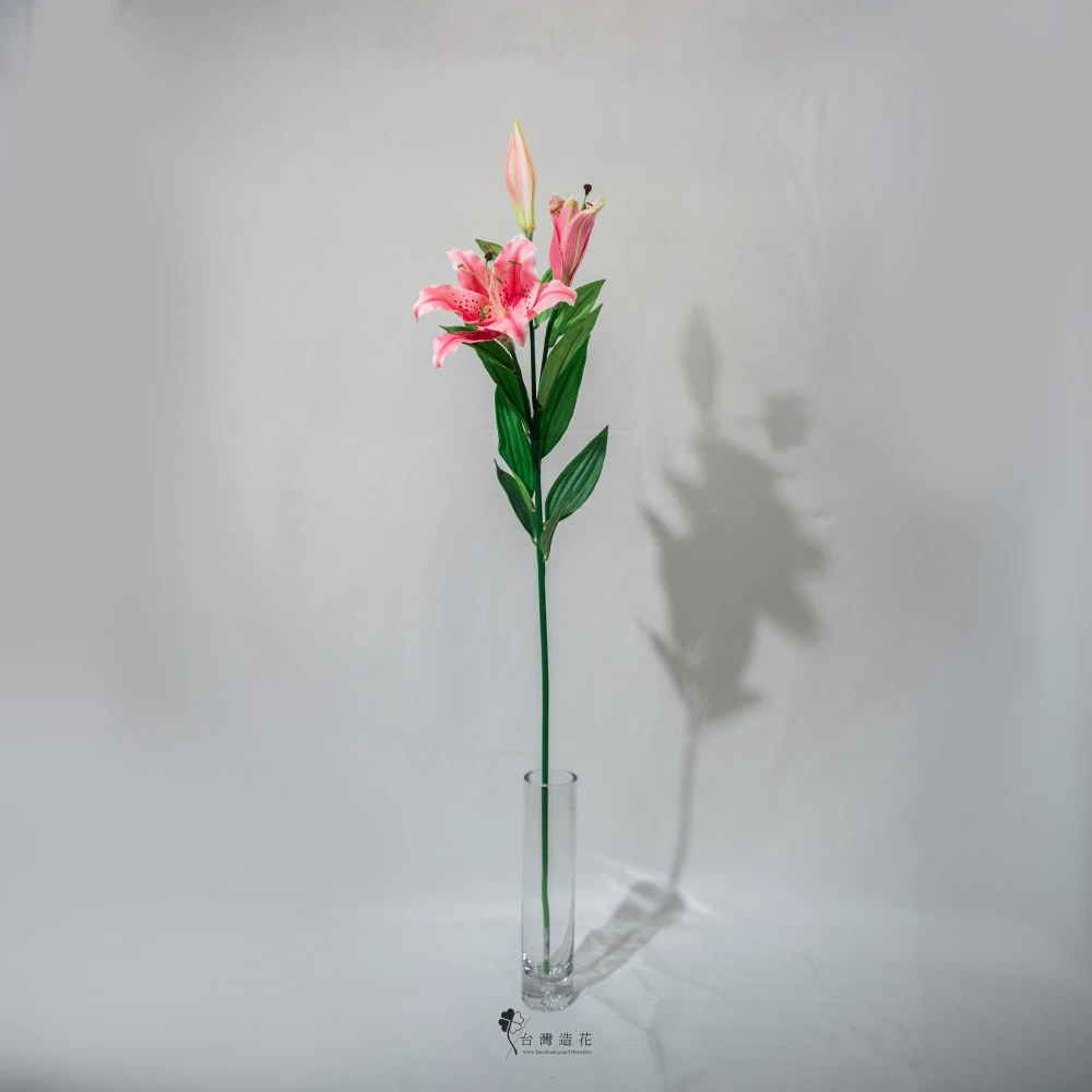中虎百合(中粉)