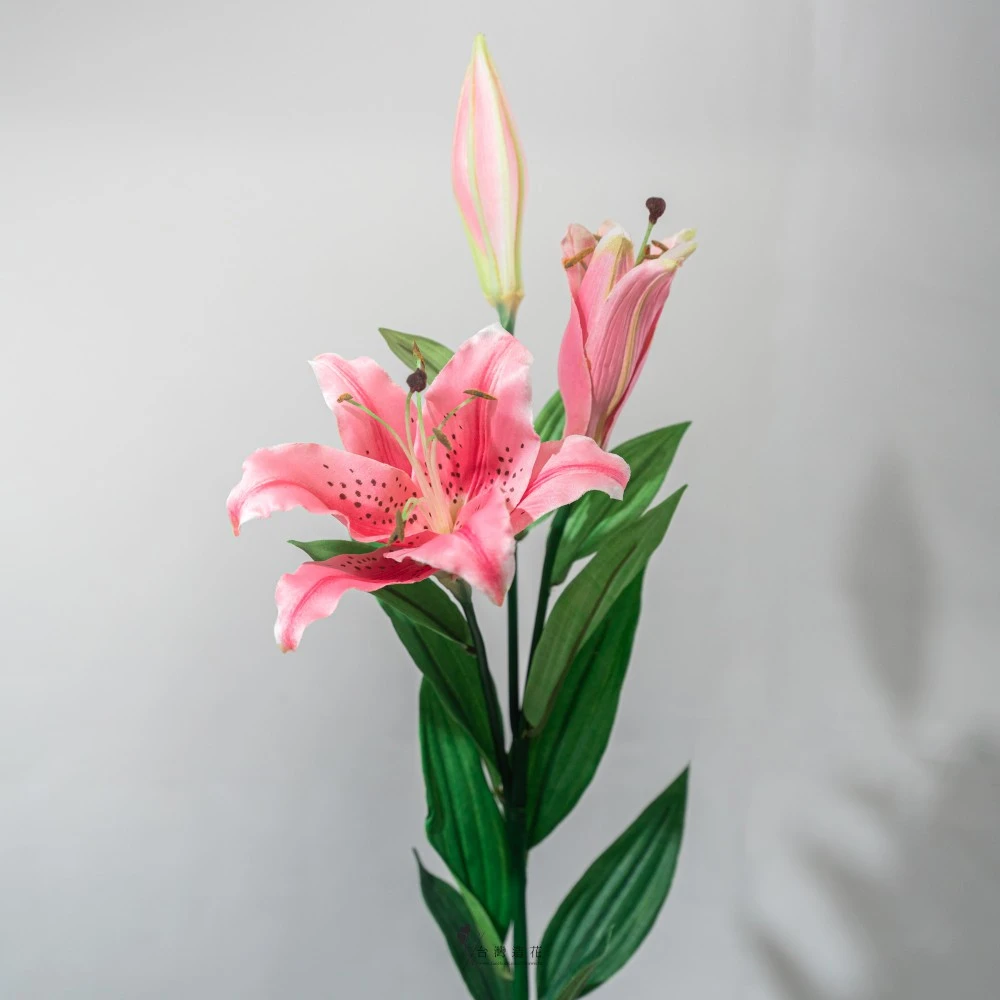 中虎百合(中粉)