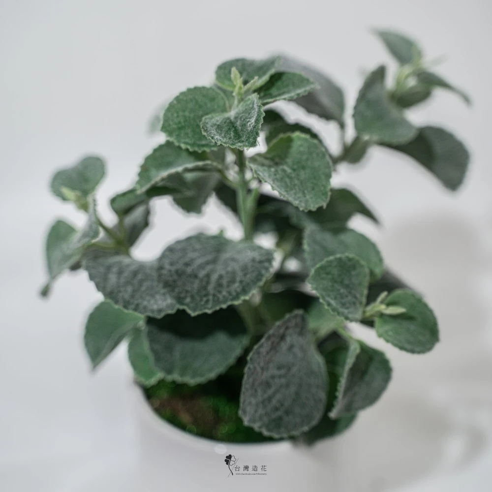11.5"盜手香盆(綠)