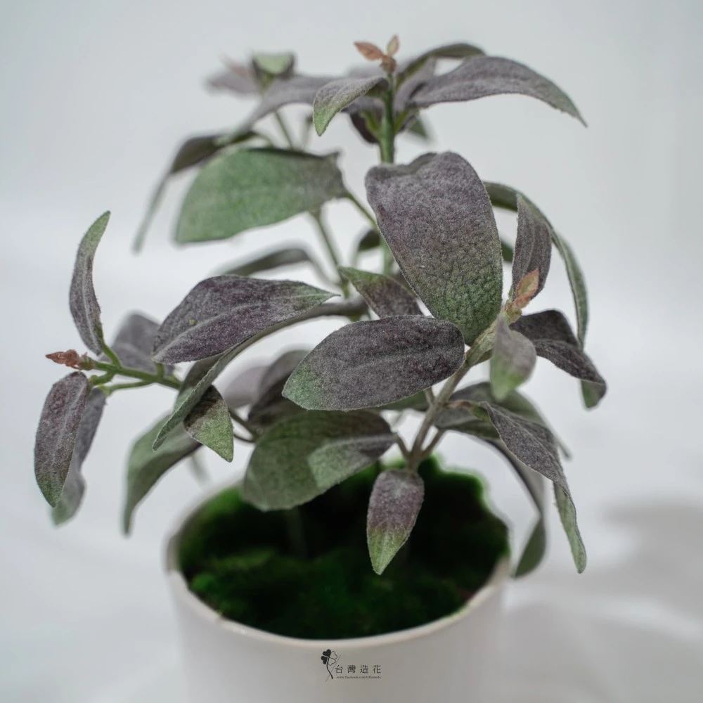 10.5"鼠尾草盆(紫)