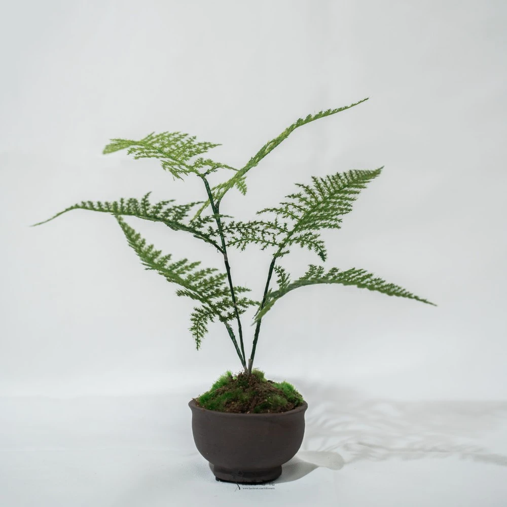 9"文竹盆(綠)