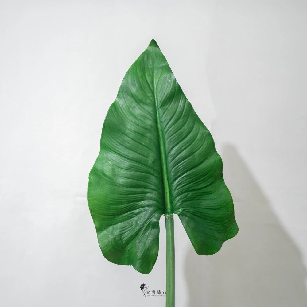 大A海芋葉(綠)
