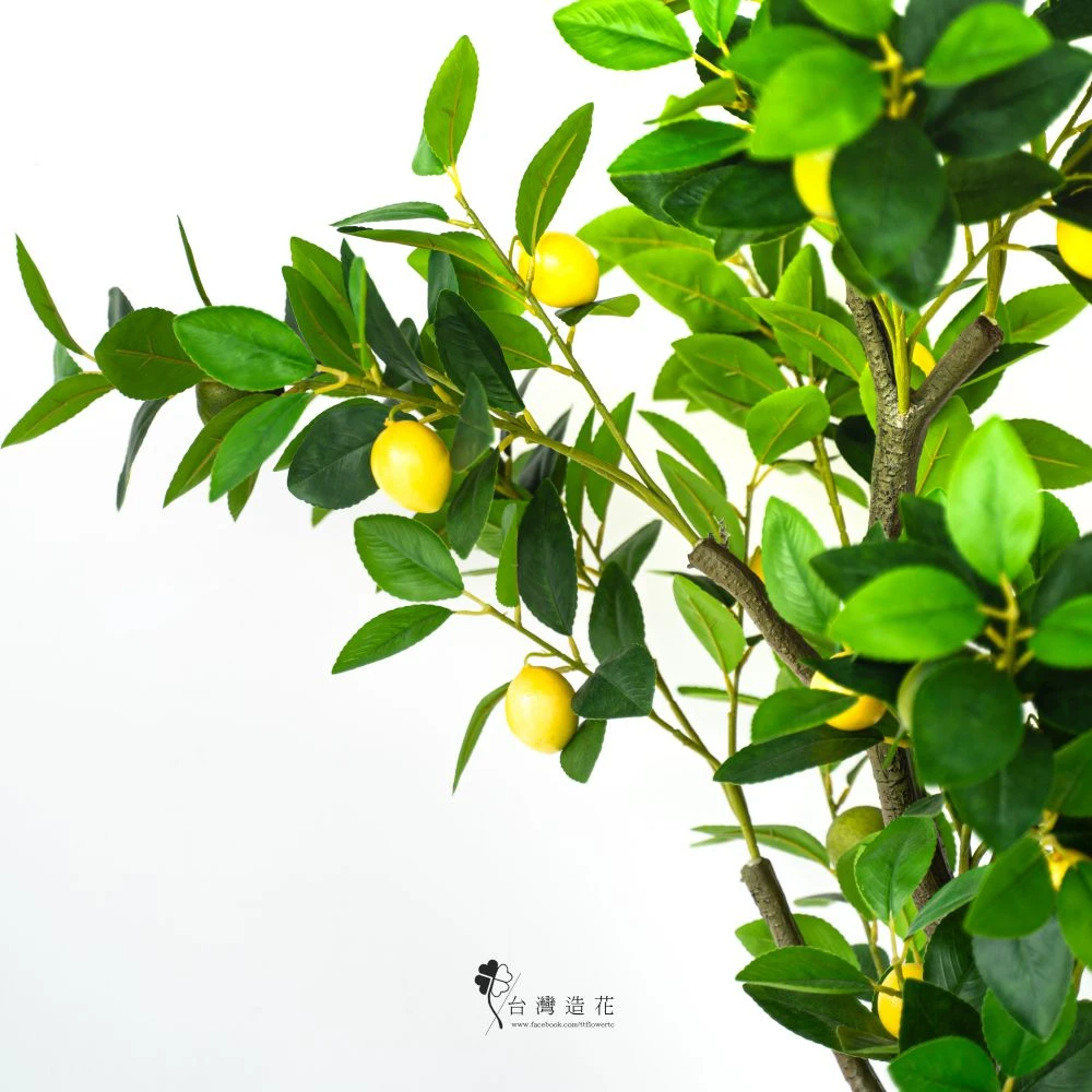 4呎檸檬樹(綠)