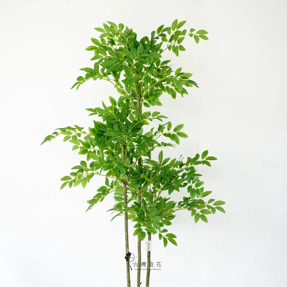 5.5呎胡椒木(綠)