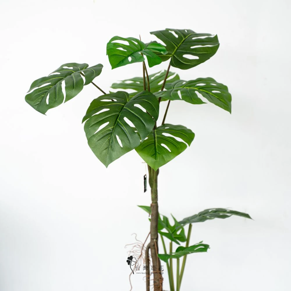 100CM龜背葉盆(綠)