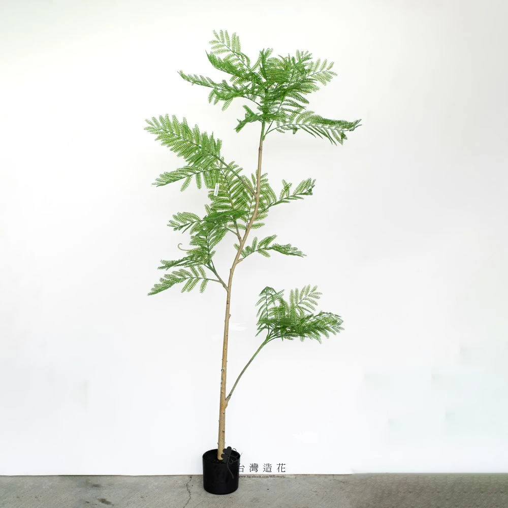 6.5呎藍花楹(綠)