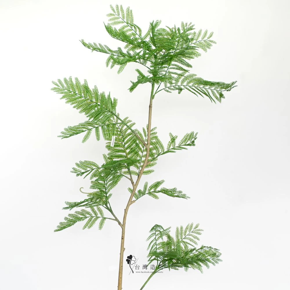 6.5呎藍花楹(綠)