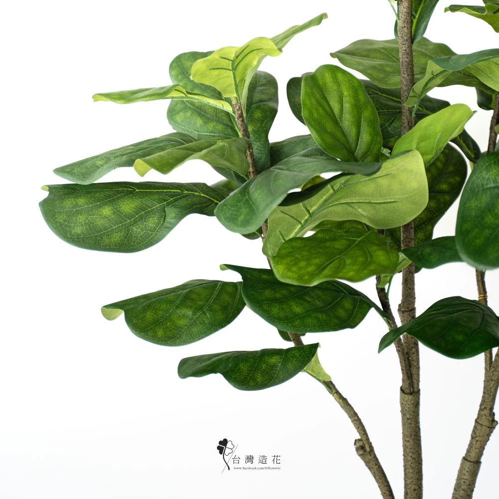 B6尺麵包樹(綠)
