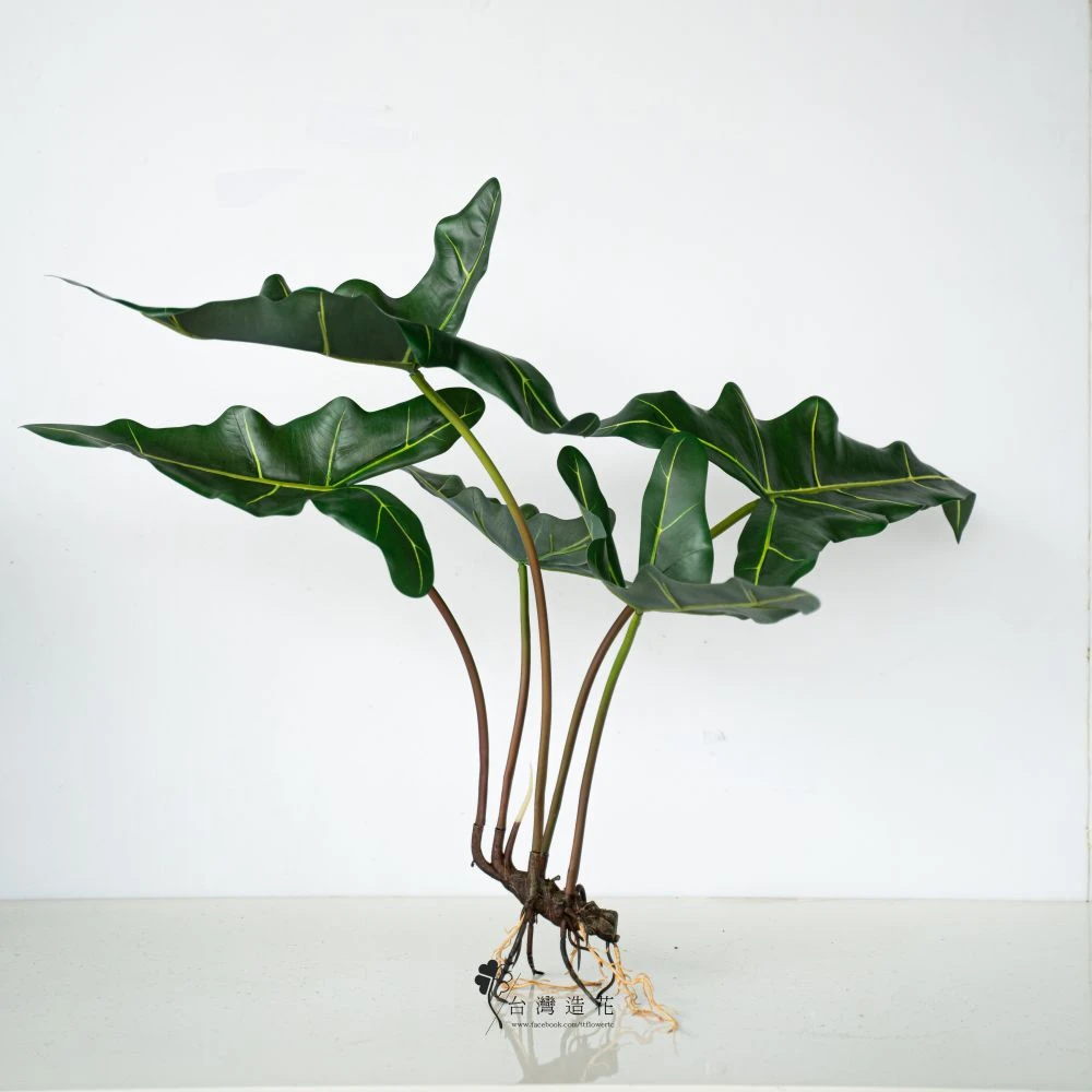 天鵝絨海芋棵(綠)