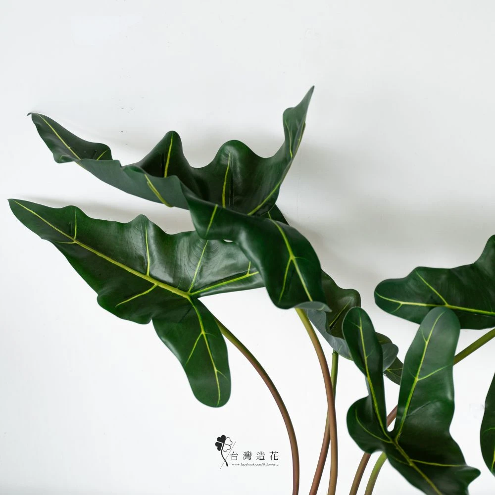 天鵝絨海芋棵(綠)
