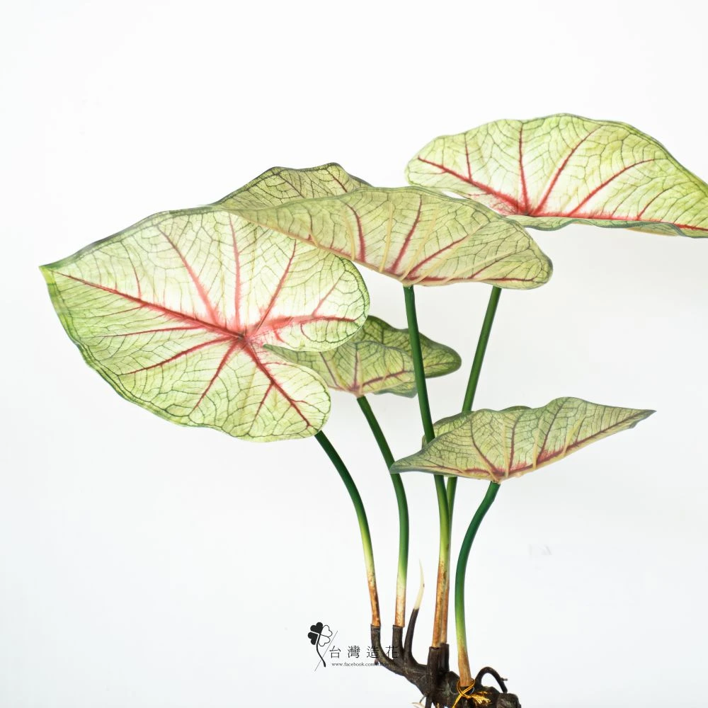 彩葉合果芋棵(綠)
