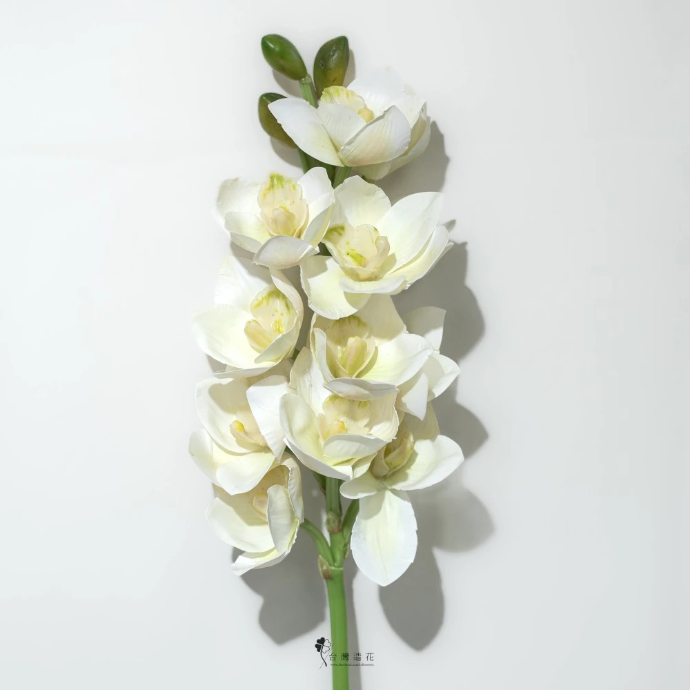27"大花蕙蘭(米白)