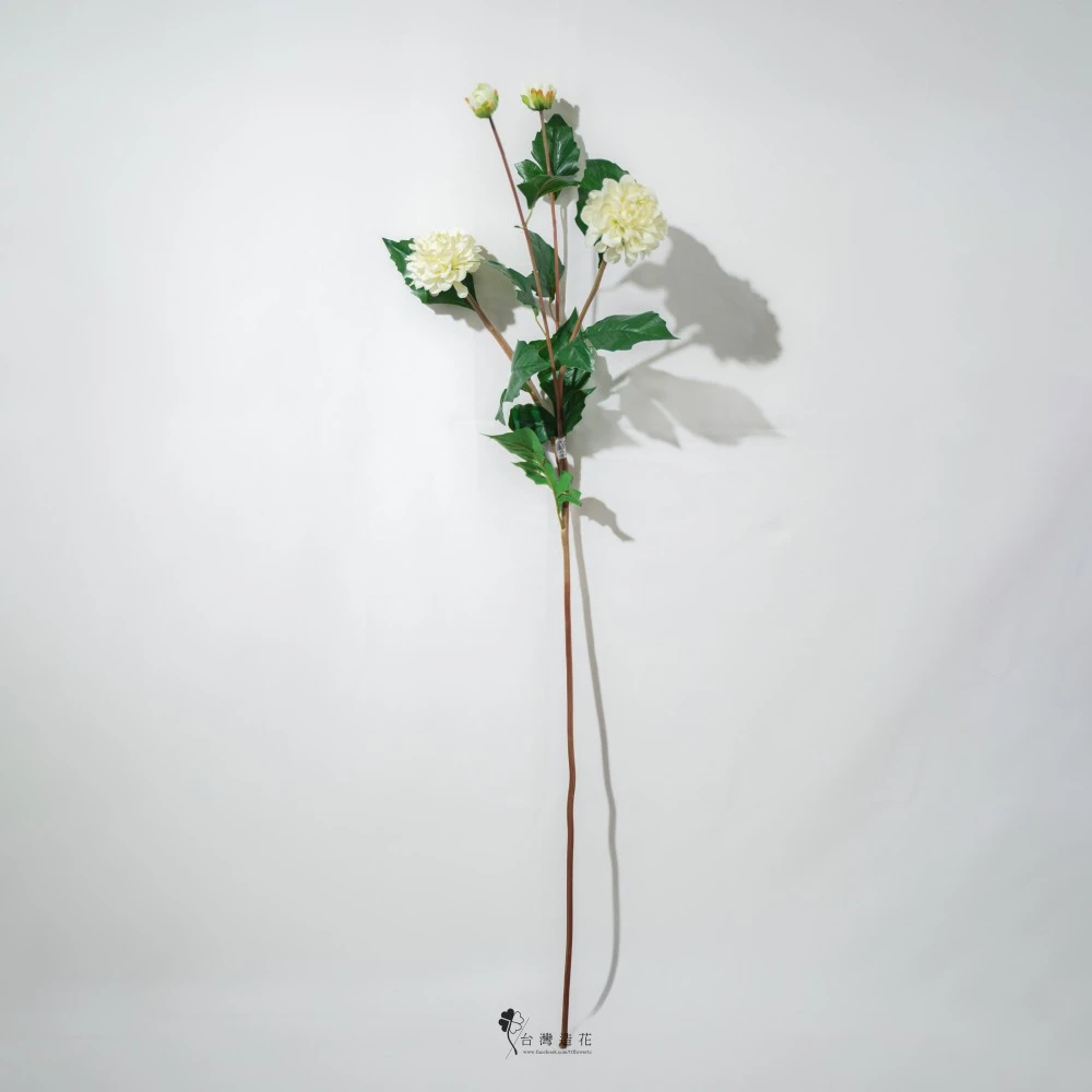 39"大理花(米白)