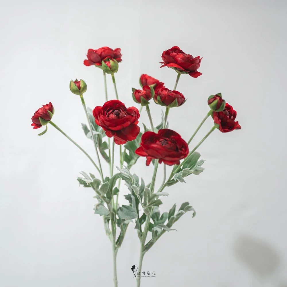 洋牡丹(紅)