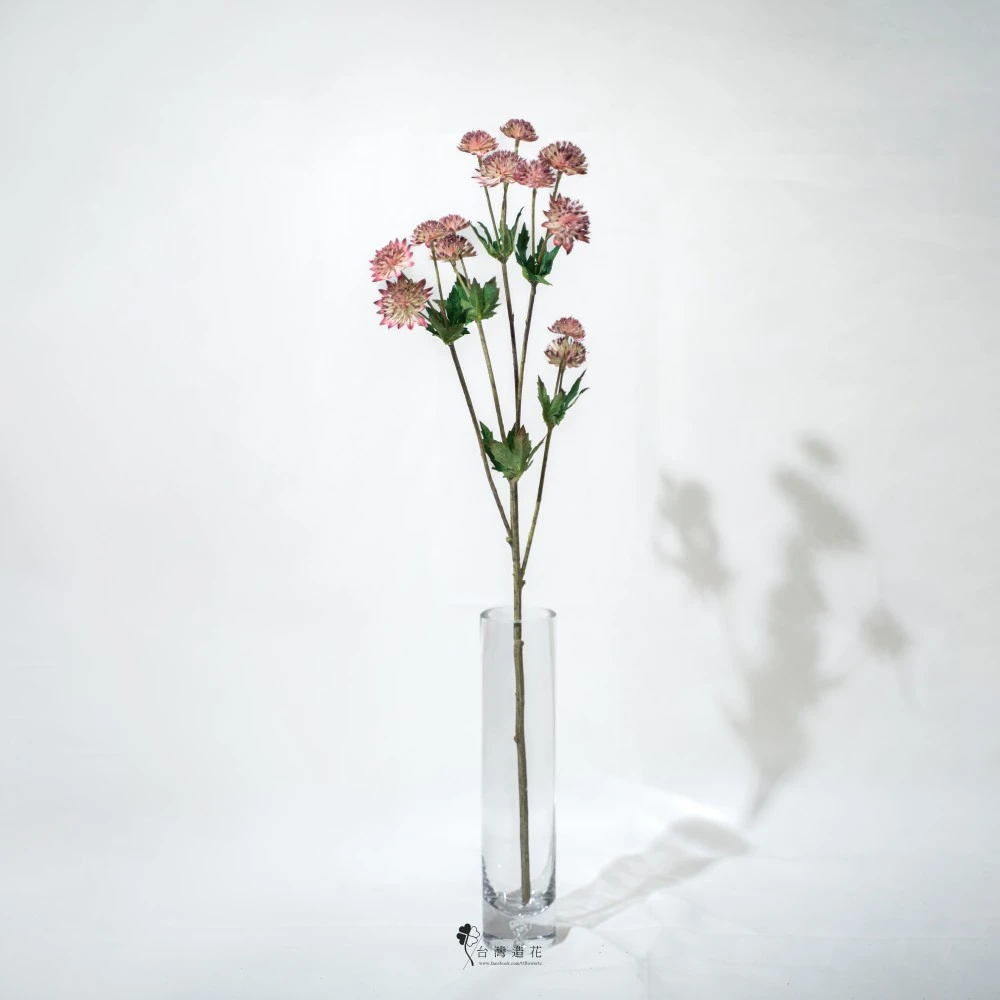 星芹花(粉)