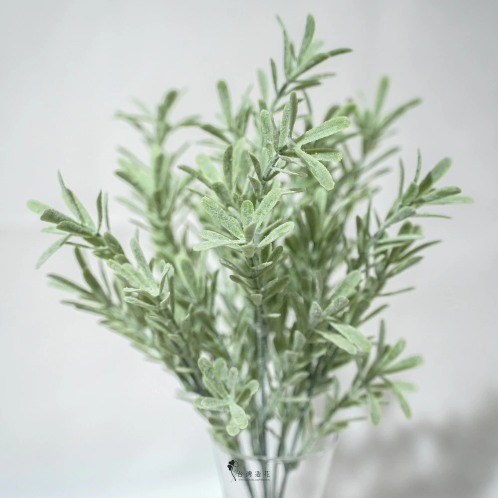 細葉芙蓉(淺綠)
