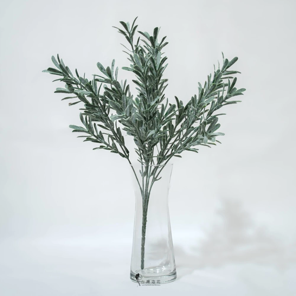 細葉芙蓉(深綠)