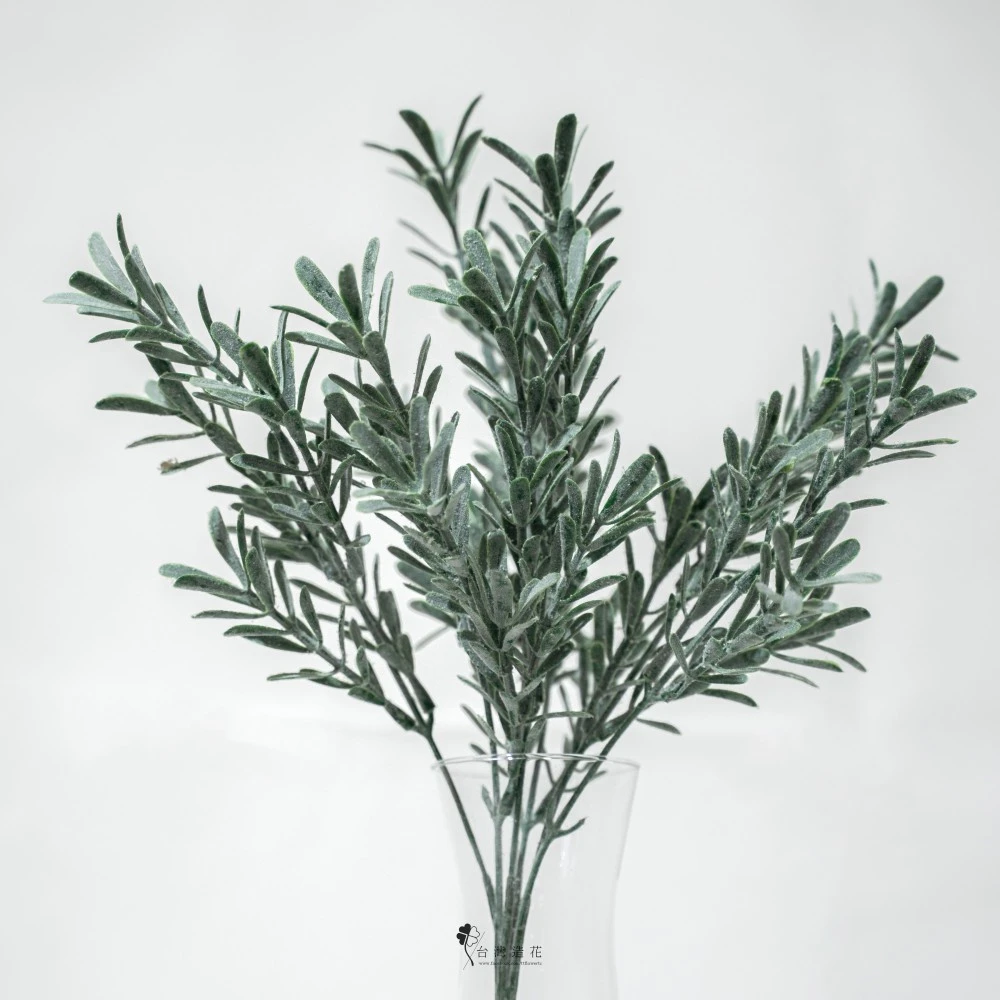 細葉芙蓉(深綠)