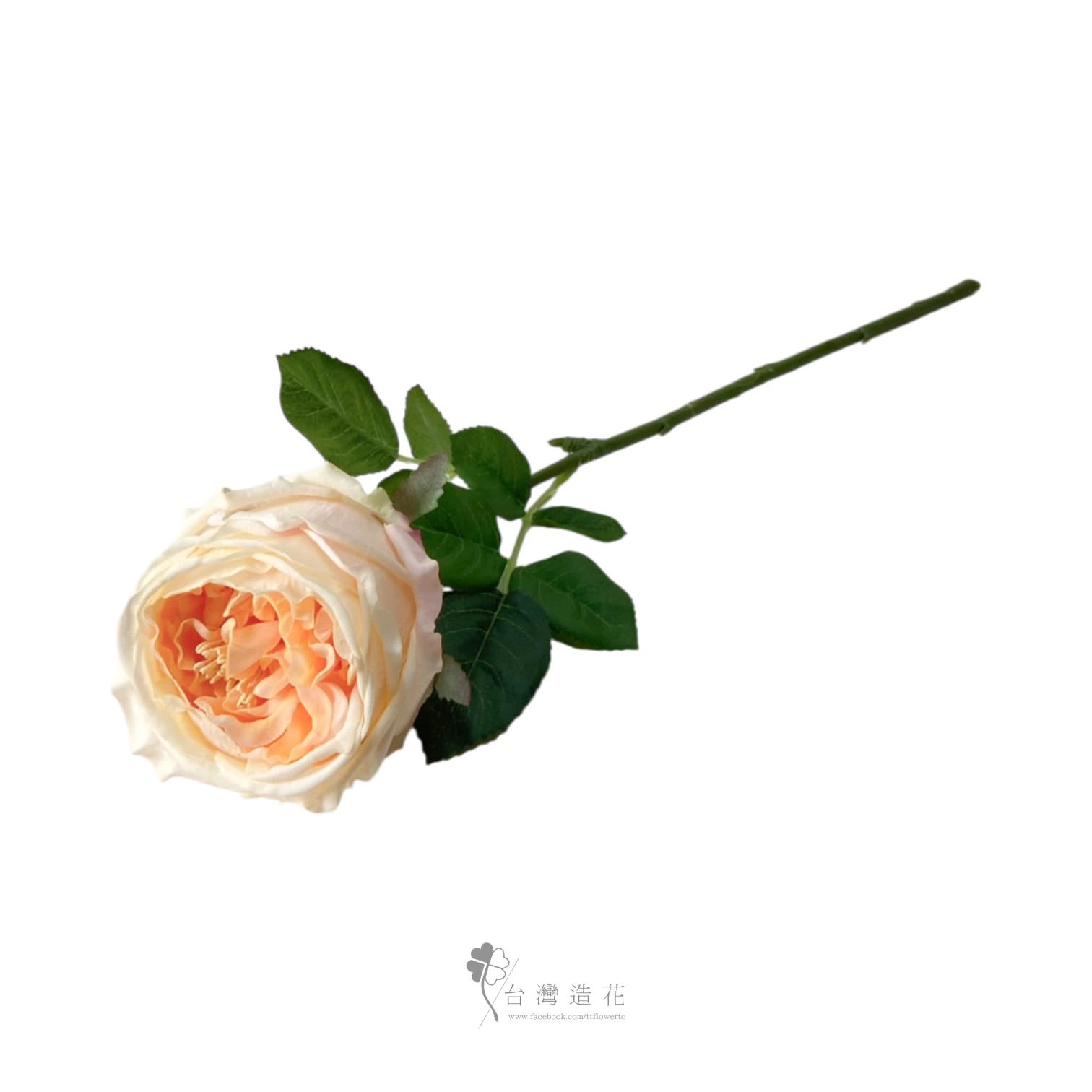 單支奈斯保濕玫瑰(香檳)