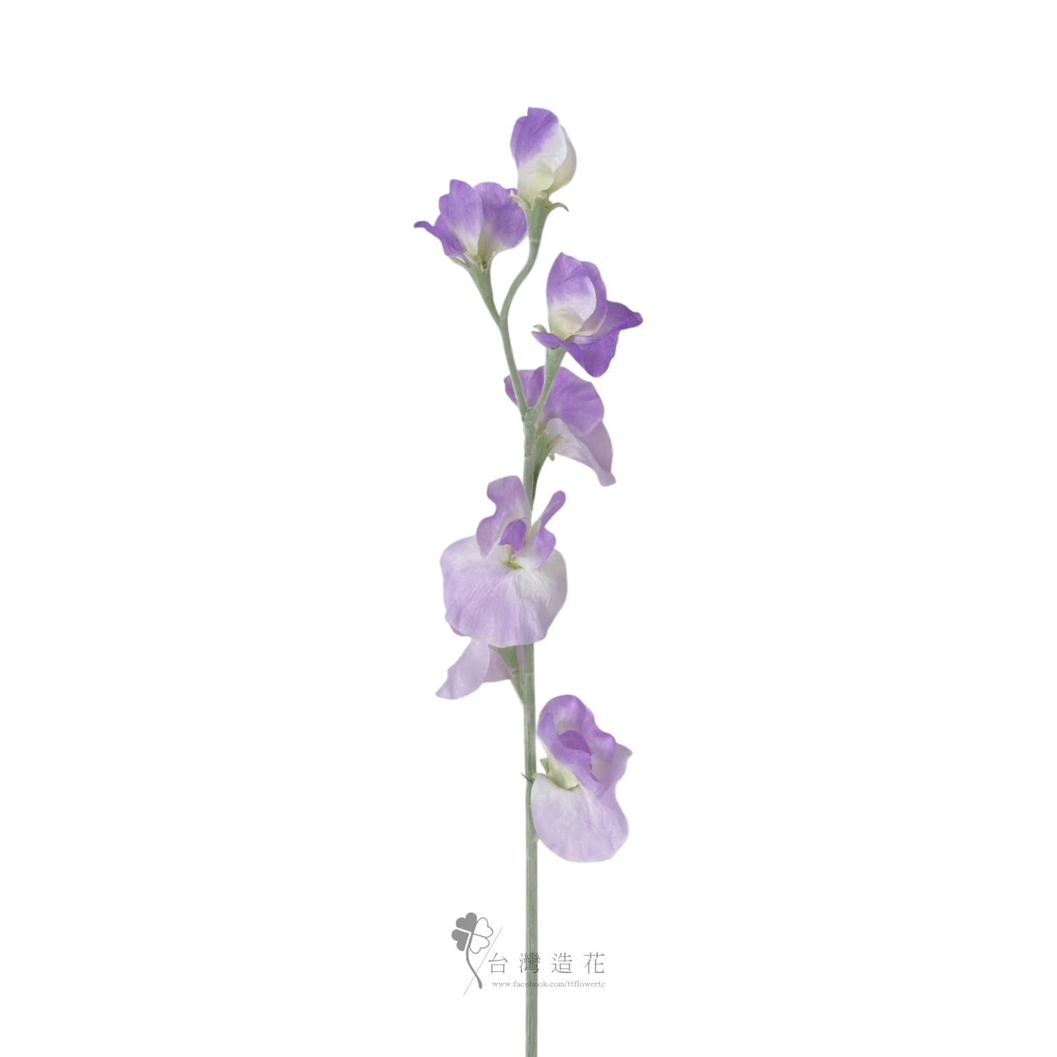 香碗豆花(紫)