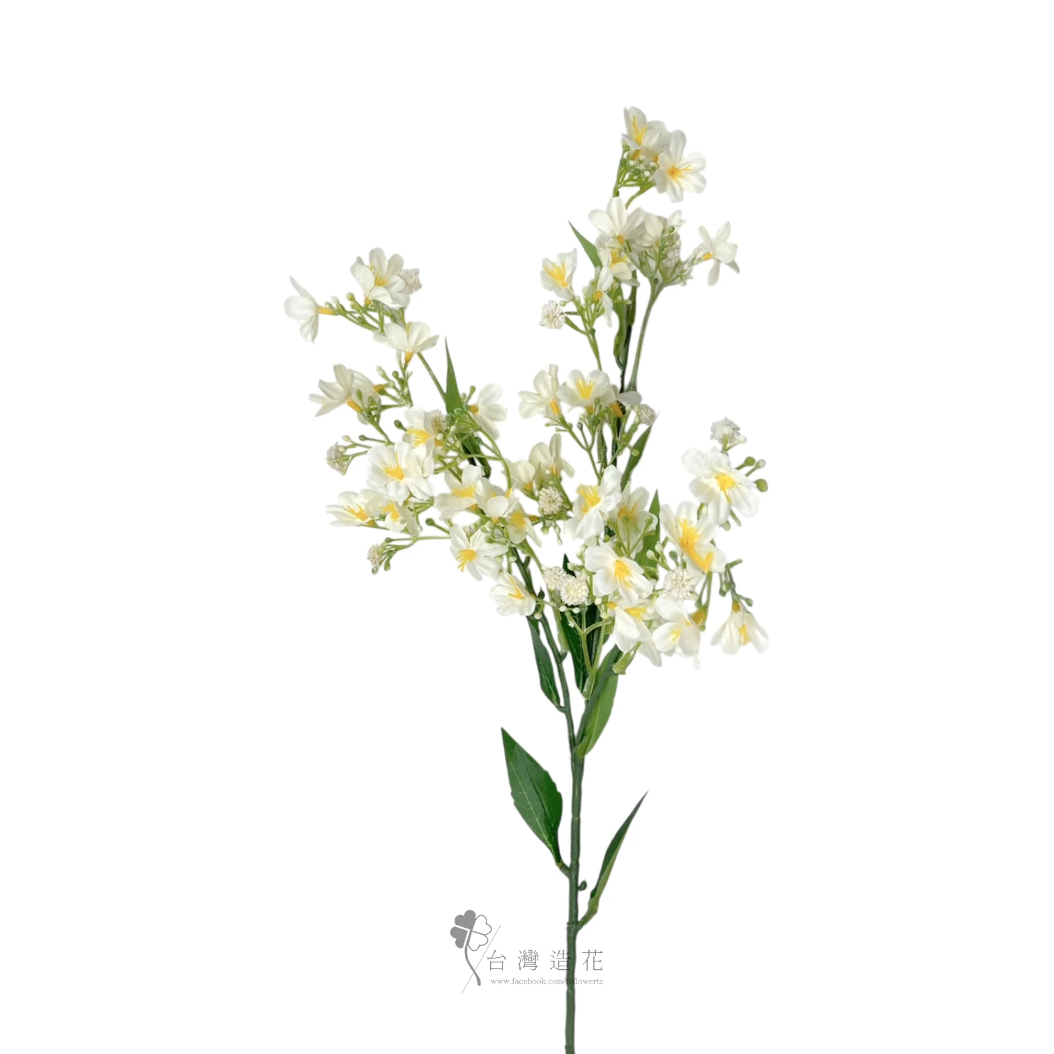 露薇花(米白)