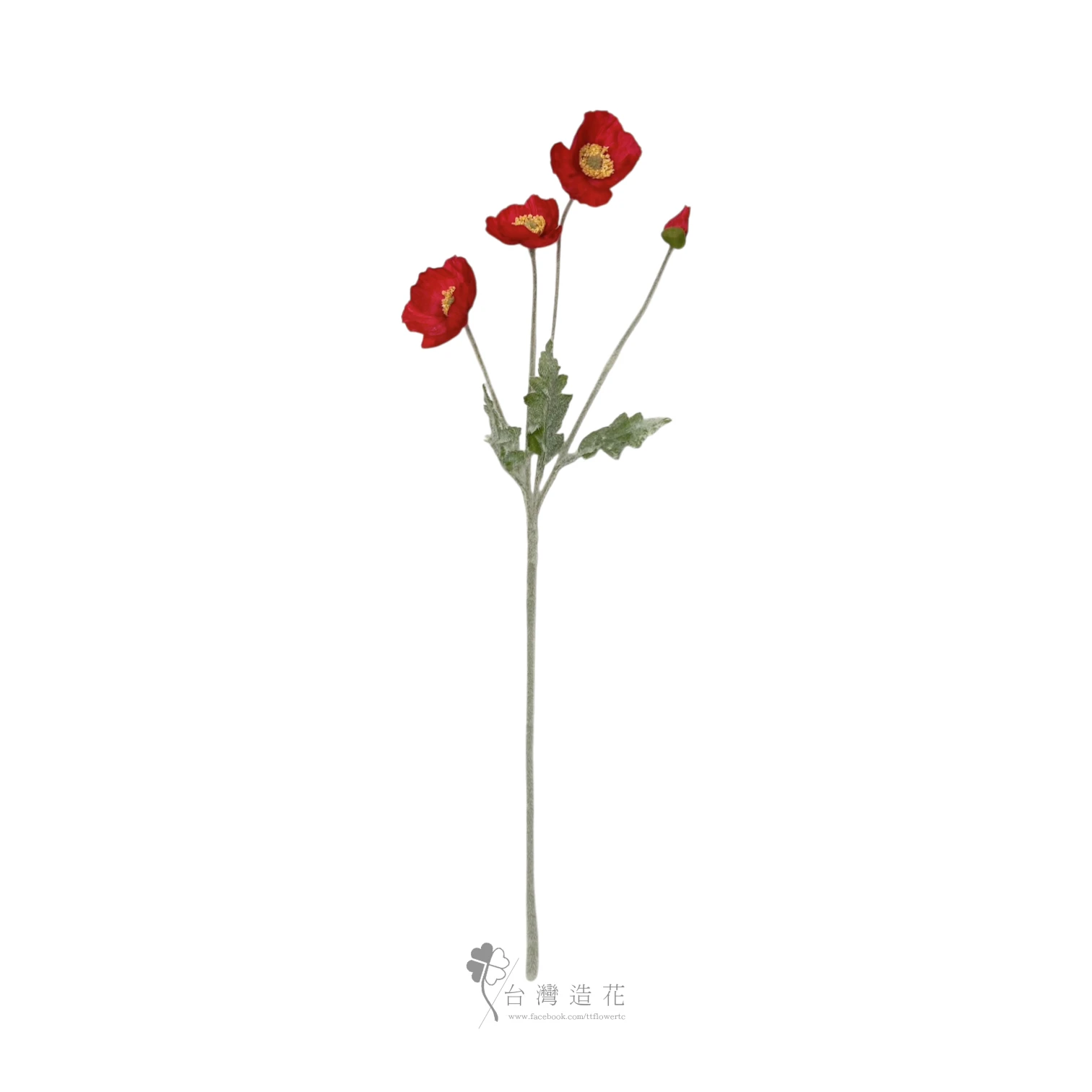 小虞美人(紅)