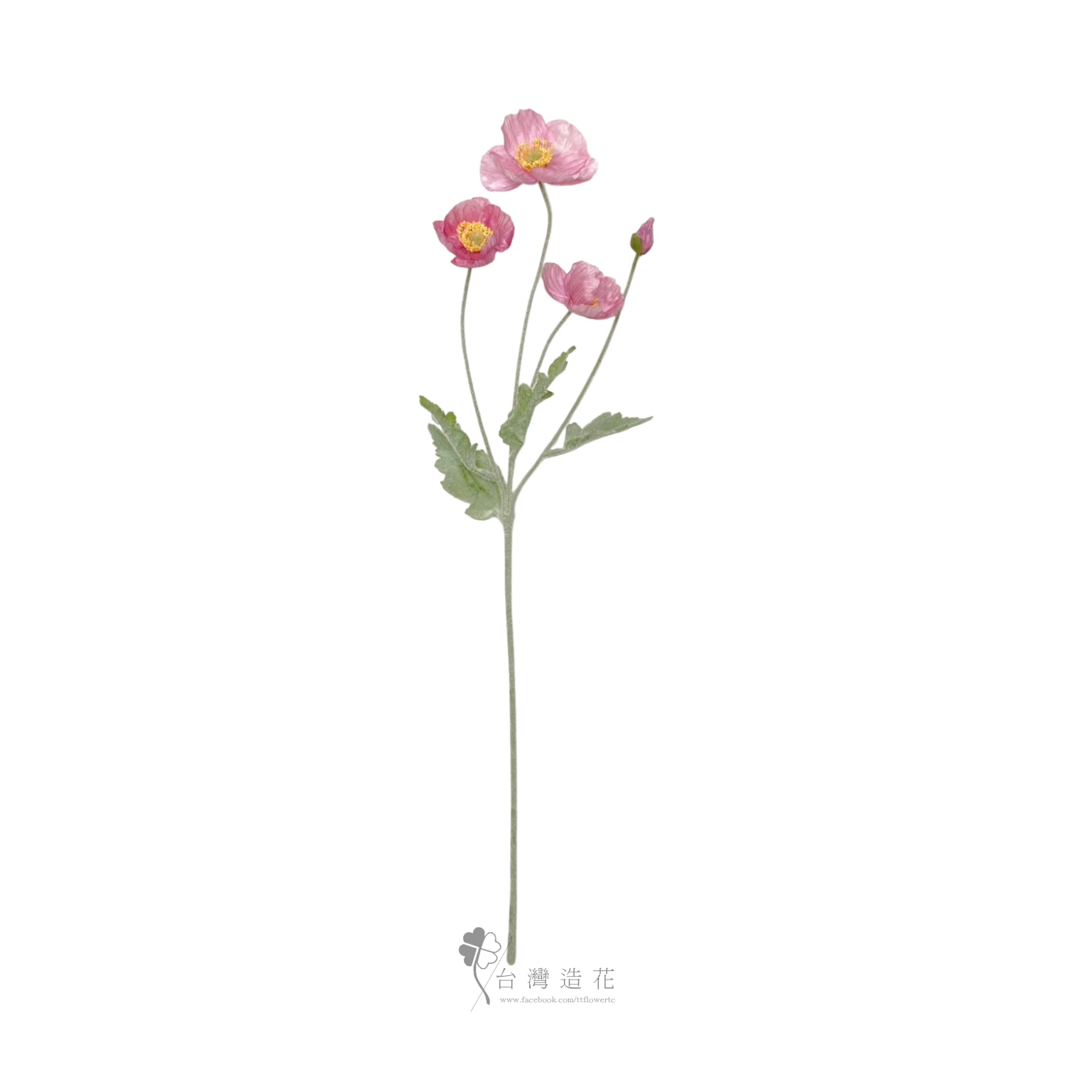 小虞美人(豆沙)