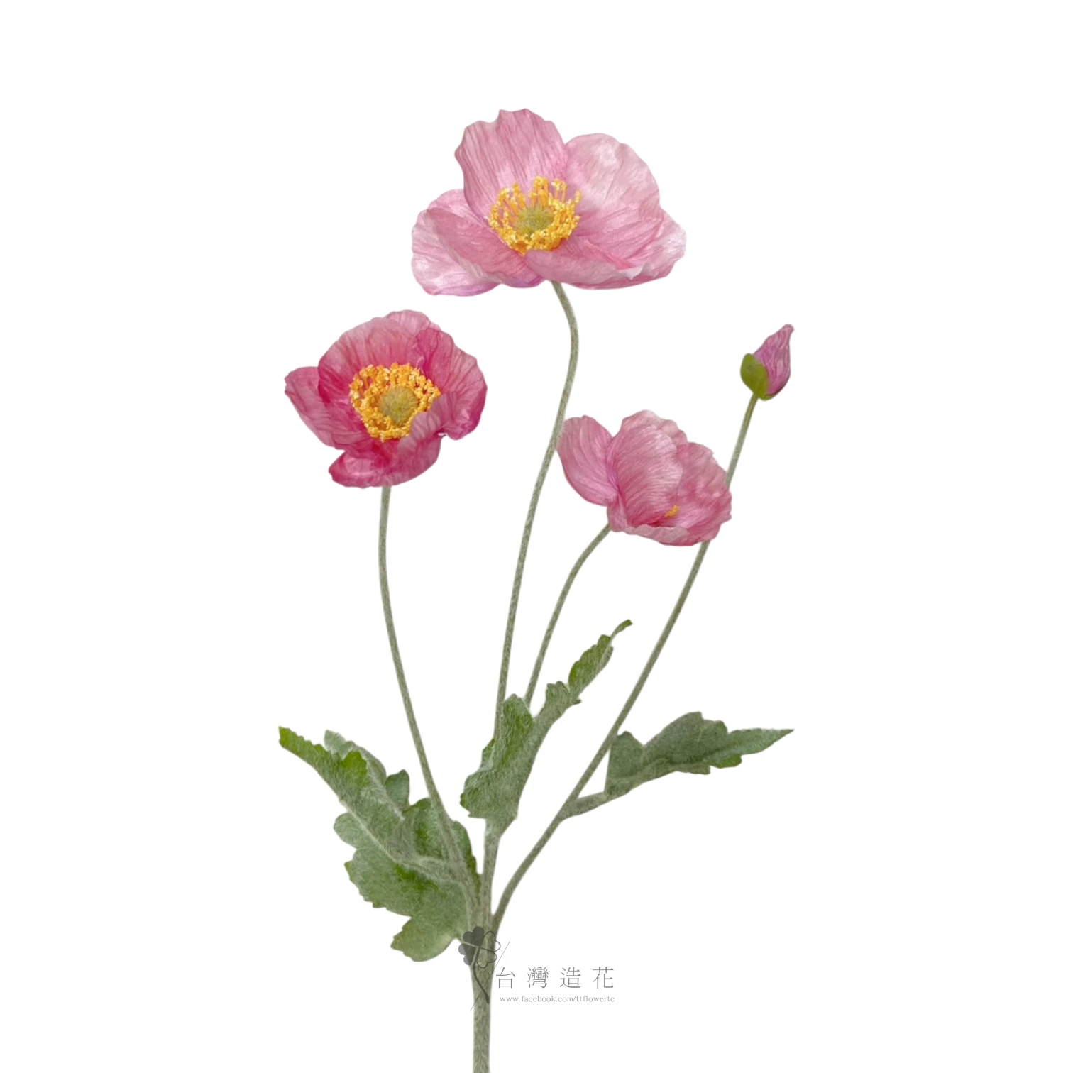小虞美人(豆沙)