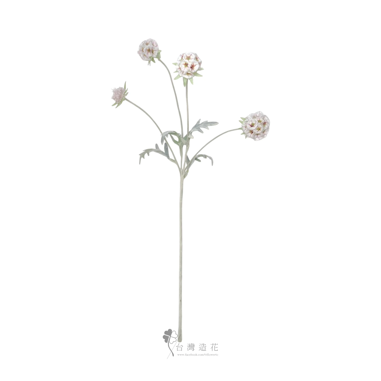 風車果(紅/白)